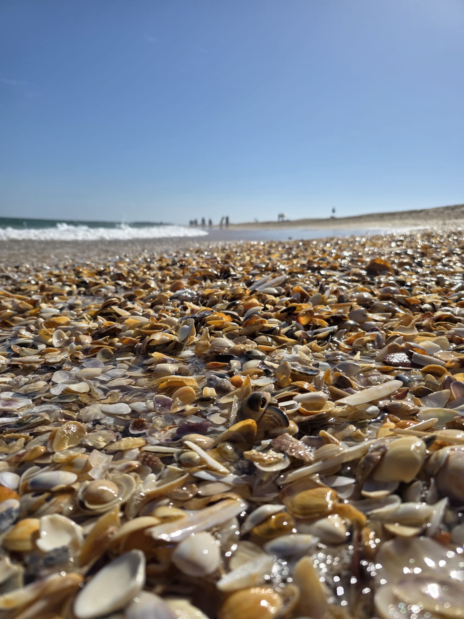 Conchas na areia da Praia de Cabanas